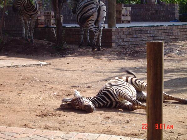 Let sleeping zebras lie