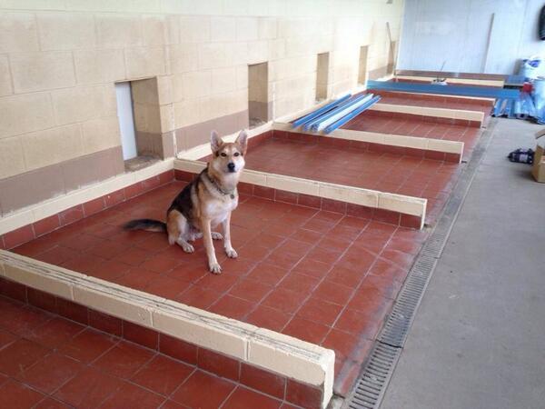 TheArkAshbourne's tweet photo. Scooby seemed to have 'raised the roof' last night. #kennelrefurbishment http://t.co/2jmxb3CGUu