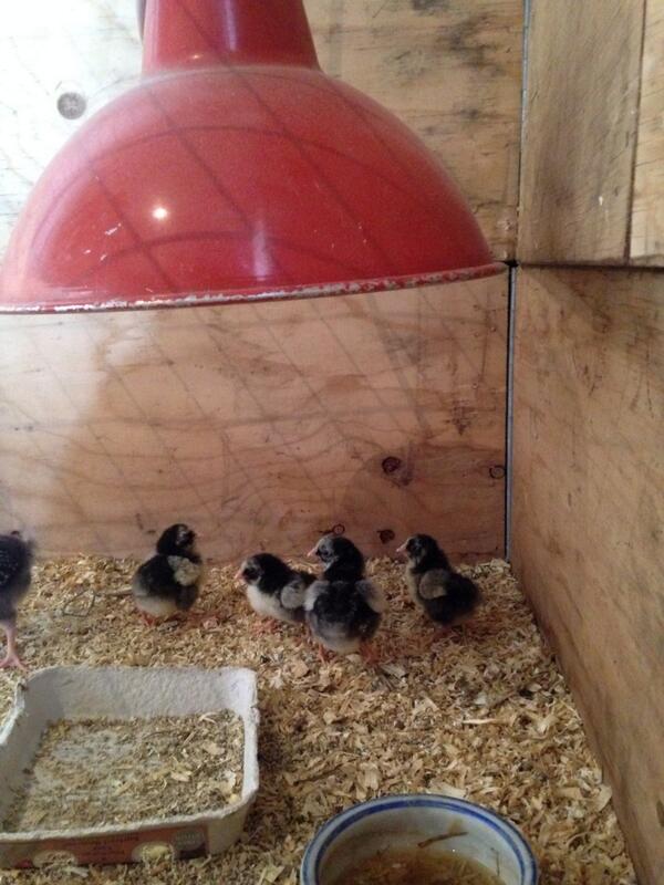 More chicks due this weekend.