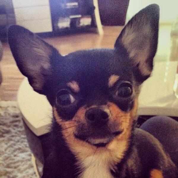 mel_mouni's tweet photo. Son surnom a lui c'est aussi Kikito! Je trouve que ça lui va trop bien ✌️ 😊 @dubosc_franck http://t.co/OiFQnrA5S2