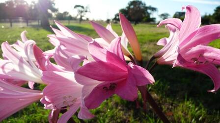 Change in seasons in the #Otway Hinterland are stunning. Belladonnas popping up in paddocks now. #driveinthecountry