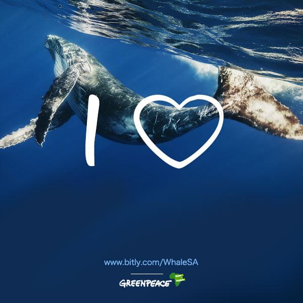 EmVenter's tweet image. Whales belong in the ocean, not in meat shipments. Help me stop a mega shipment now: bit.ly/1kckpw0
