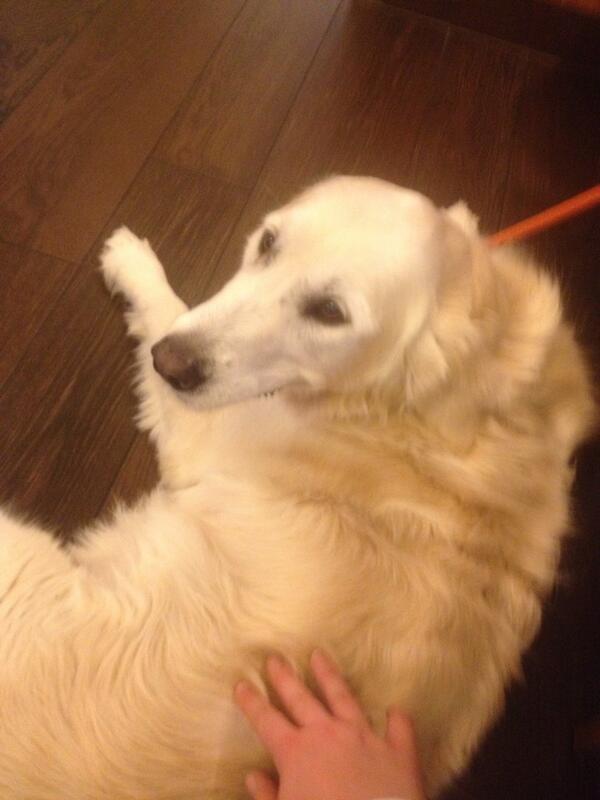 IrisManfred's tweet image. Süßer Hund