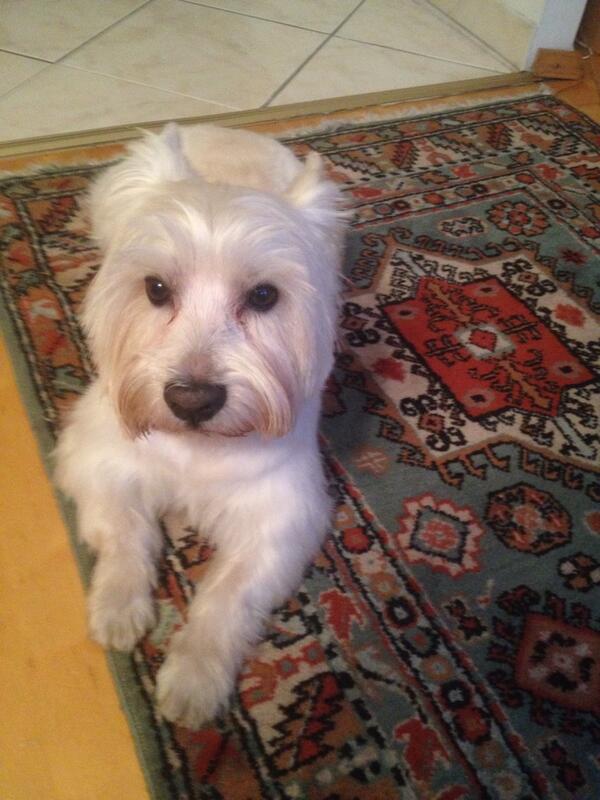 IrisManfred's tweet image. Mein Hund