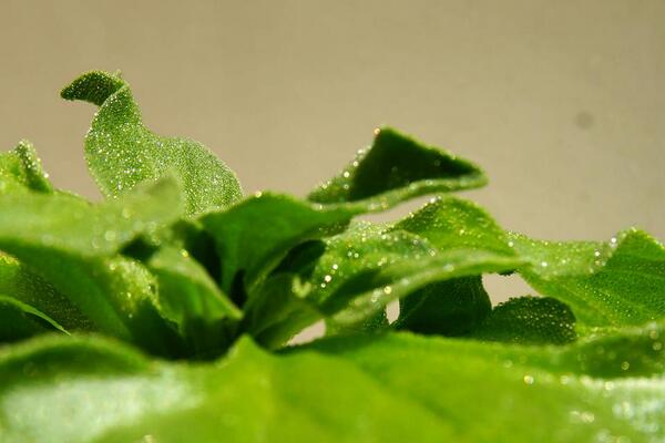 Tsuburina from Africa.