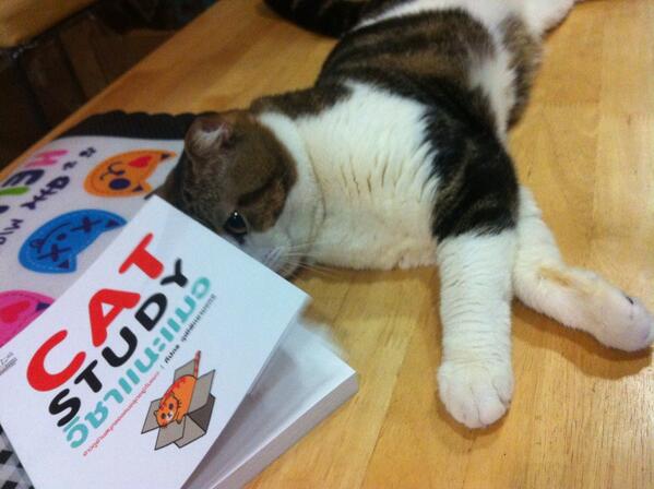 onlyyui's tweet image. ทิกเกอร์ตั้งใจอ่าน #catstudy มากๆ นางอินเยอะ  #ทาสแมว