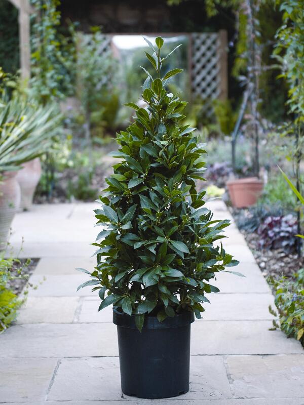 littlewoods's tweet photo. #Win this beautiful bay tree worth over £100! Follow + RT to enter. T+Cs apply: http://t.co/LXFabB26IM http://t.co/XpVqdHwTuz