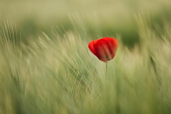 Gabriele_Corno's tweet photo. Soon... by tbuchmann #poppy #pring http://t.co/MdVAB6ZL83