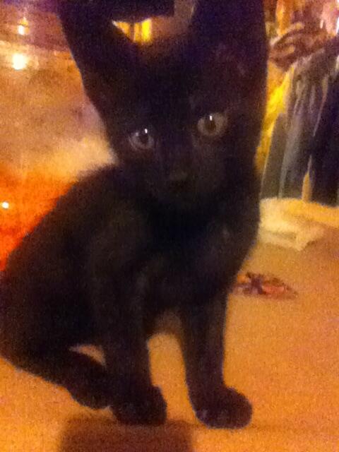 SlimGoodie402's tweet photo. @FOX29philly  my kitten Doom 😍 http://t.co/zOQI4AxBAz