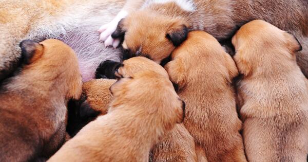 Today's National Pet Day — read how to ensure your dog remains healthy: goo.gl/HZ7fpf #DogHealth #DogLovers