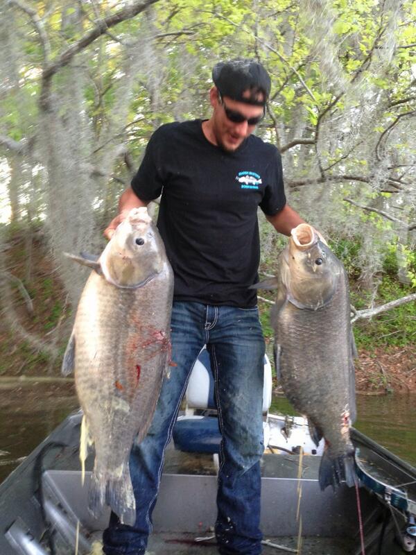 TPOutdoorsAdv's tweet photo. Filmed a little bowfishing yesterday. The spawn is on! @flipwoodall @dustinmojo #bowfishing http://t.co/ZjF33vgTWK