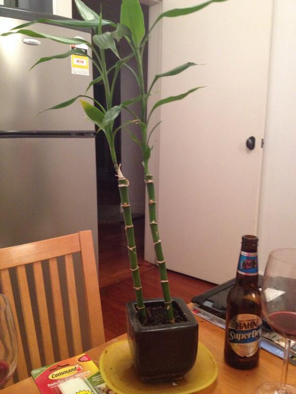YoungmanLaura's tweet photo. Named our plant #Hamishandandy http://t.co/YDufpbEdMf