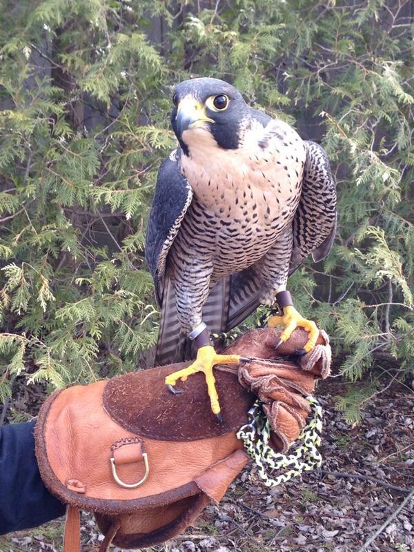 BurlingtonTour's tweet image. Amazing! RT @CH_Comm  Isn't Slate a beauty? Peregrine Falcons dive in a corkscrew pattern.