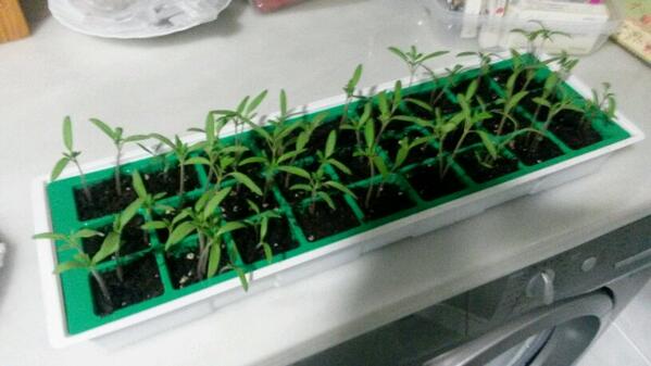 Paco Manrique tweet media