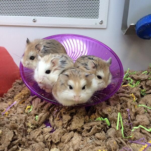 How Much is a Hamster from Petco 