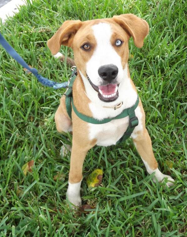 PetParentsTV's tweet photo. September likes to play and swim.  She also loves an adventure. http://t.co/rI5CoA5uuh