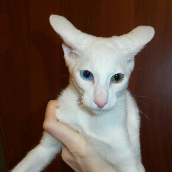 cats_land's tweet photo. А вот белая кошечка @3755777 - правда милаха? http://t.co/jK1YMBPGaU