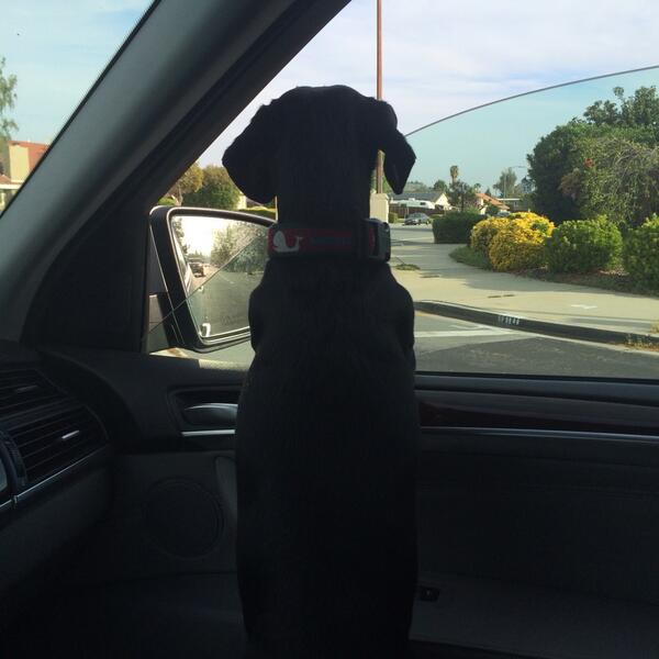 NantucketGal's tweet image. On our way to the office! #myassistant