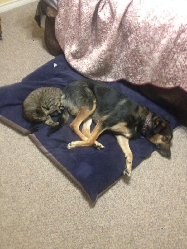 bentleythemutt's tweet photo. Somebody photoshopped this. Didn't really happen! http://t.co/LWXirfuxTX