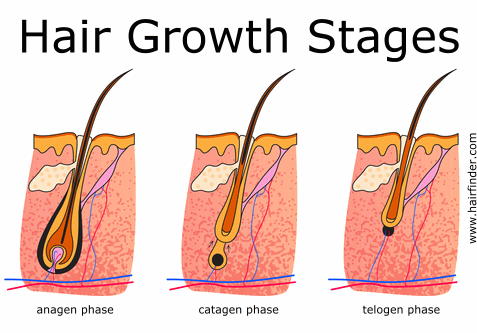 MinoxidilSpray's tweet photo. These are the #hairgrowth cycle stages. For best results, use #Regenepure. http://t.co/APwzVl8gyw http://t.co/RczUDUFrLw