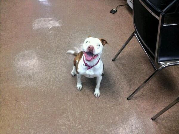 riversidepdnj's tweet photo. Found dog.   If you recognize this pitbull puppy please contact 856-461-3434. http://t.co/vJAMrHa3Zd