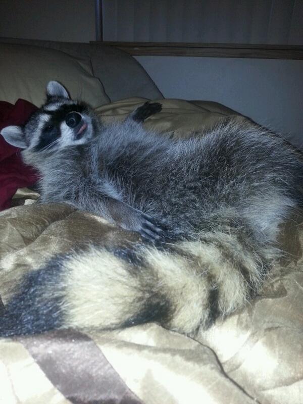 mostplay's tweet photo. @KGWNews #NationalPetDay http://t.co/MLo9ztp62Y