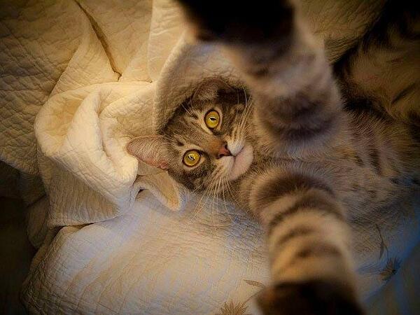 Shhhhh! I'm in the laundry basket! "@minimalhome: cute cat selfies ow.ly/vc6Ya  ☼"