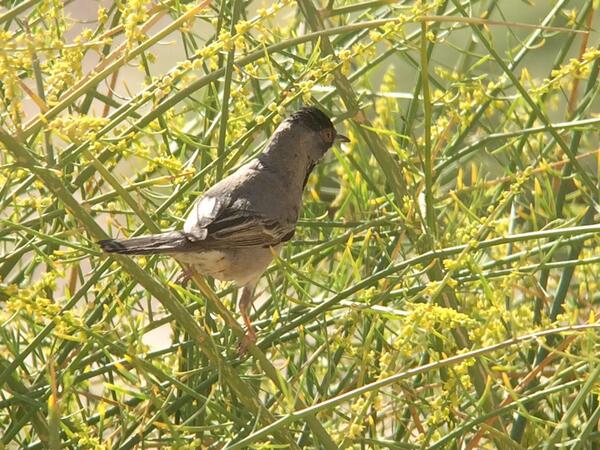 Rutlandbirds's tweet photo. @flywaychampions  rueppels warbler adult male survived the perils of migration and now safely in #Israel #cotfbirds http://t.co/pe3ZQJ4dzP