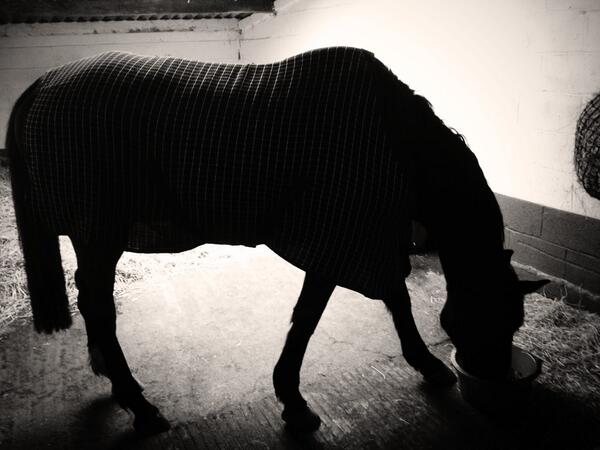 Lovely Mother's Day ride, perfect afternoon despite have a 17hand Bobby standing on my foot! #ouch