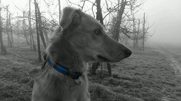 daveu883's tweet photo. My friend , on a cold foggy  morning. http://t.co/llMde5uMrA