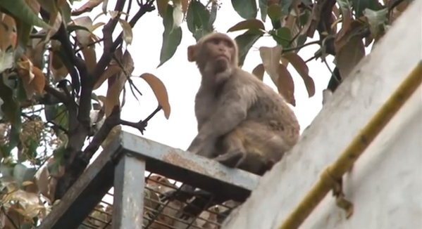 Embedded image permalink