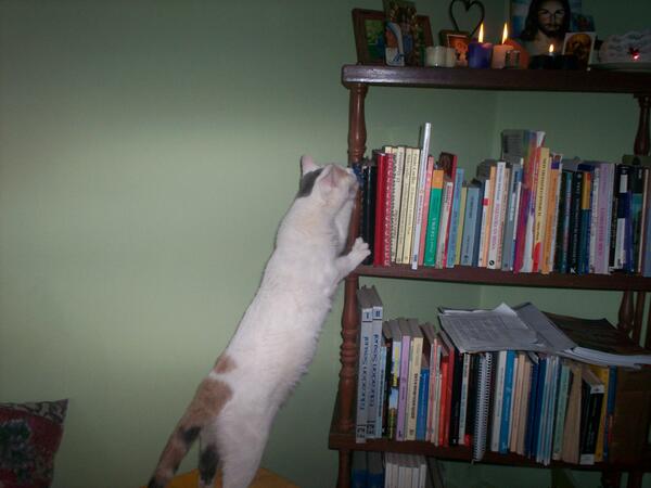 LiliaVigui's tweet photo. ¡Nina, eligiendo su libro! http://t.co/AkVm7Ailwx