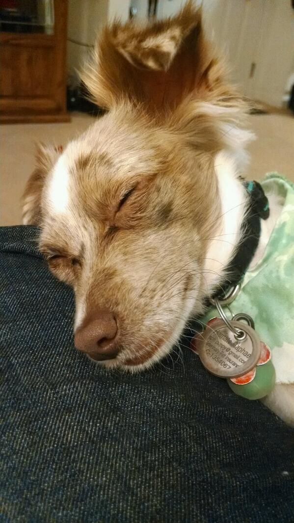 raphpuppy's tweet image. Keeping an ear out for trouble while I snooze.