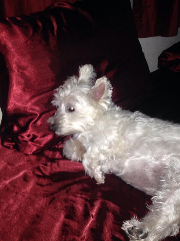 Lambo5858's tweet photo. So I get out of bed for 2 secs &amp; evidently I'm relegated to the dog bed 2nite
#lostmyspot #snoozeulose http://t.co/48kCQDjWBp