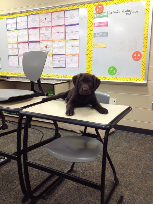 @dhs1802 @purebredbreeder Marley dawg getting schooled!