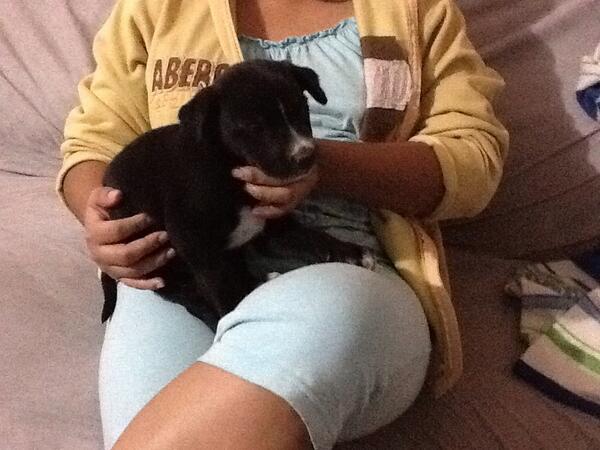 <a href="/DefensaAnimalMx/">Defensa AnimalMexico</a> @susana_garciamx <a href="/Ecatepec/">Ecatepec</a> se busca casa y familia que adopte a cachorro rescatado de terreno.