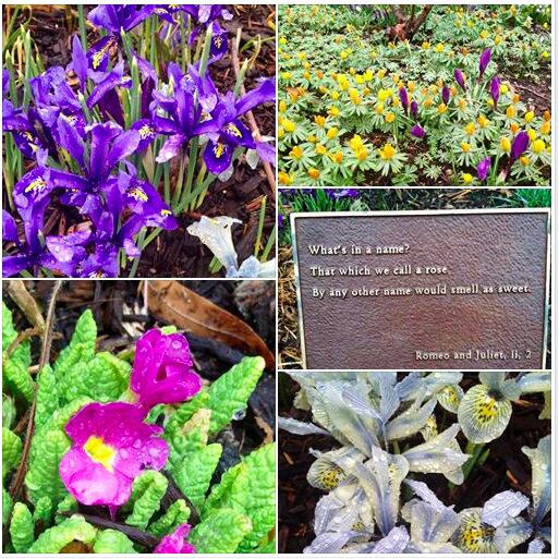 HermesOrange's tweet photo. SPRING has SPRUNG in Central Park!  Photo taken at the Shakespeare Gardens. A hidden park gem. http://t.co/B60osgvSlS http://t.co/Kd9fGSd46T