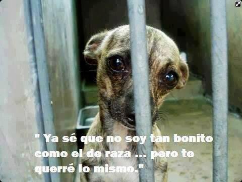 PerroUsuario's tweet photo. No me discrimines por favor... Te entregaré lo más hermoso que tengo: mi vida y mi ♥ por siempre http://t.co/qiiDKd12aC