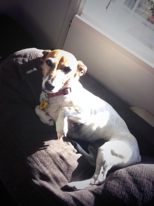 MickyC74's tweet image. Love coming home to be welcomed by this.... Now all we need is @SuzyB3 home