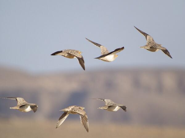 SwarovskiOptik's tweet photo. Not a bad start on Route 12 Eilat #digiscoping #cotfbirds #cotfracers @flywaychampions @martinfowlie http://t.co/fXm8vBGqba