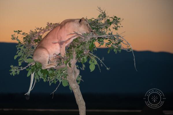 WeAreWilderness's tweet photo. Absolutely priceless! RT @olwenevans: Partridge in a pear tree? #Ruckomechi #Zimbabwe http://t.co/zwBa2dplio