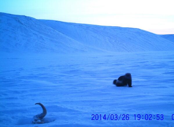 drjoelberger's tweet photo. Another super-rare shot by Russian colleague Olga Starova from our @TheWCS Wrangel I. muskoxen surveys: a #wolverine! http://t.co/Ywd0y6TStX
