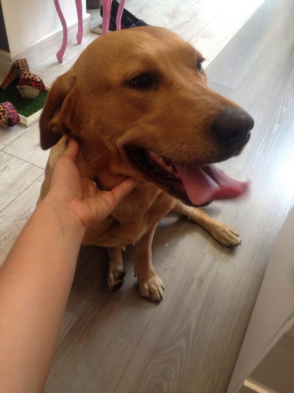 Venezuelienne09's tweet photo. “SE BUSCA DUEÑO PERRA MARRON Golden hallada ALTAMIRA inf @yennybastida 04149514355 @Perrousuario @Yely02 @27_naranjo http://t.co/53CaJiERdO”