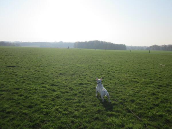 a_keppler's tweet photo. Herrliche Morgenrunde: Hallo Pferd am Horizont. #Hunde Mini-#Bullterrier #Düsseldorf http://t.co/q8kqtYiQfB