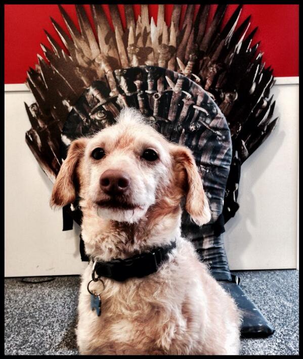 MrFalkor's tweet photo. Getting my @GameOfThrones on. #GoTNOWTV 👑 💛 http://t.co/Fk8ttZineq