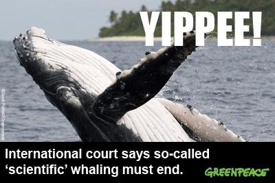 GreenpeaceAP's tweet photo. BREAKING: Intl Court of Justice rules that Japan must immediately end #whaling program! http://t.co/TK5h5v9NDw http://t.co/EWQcqXU1Ej