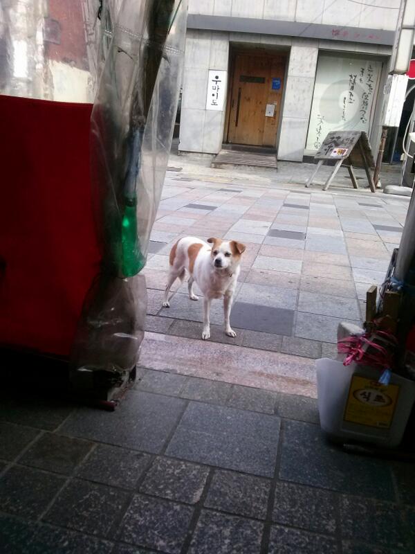 jonha8495's tweet photo. 매일  출근하는해피 ㅋㅋ http://t.co/XcMA01N4Xc