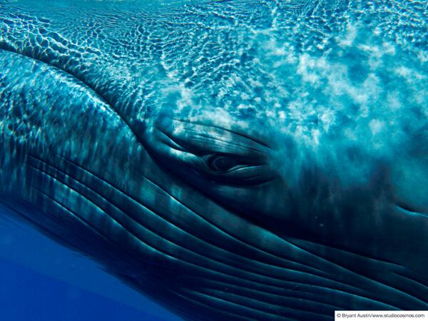 MoveTheWorldUK's tweet photo. BREAKING NEWS: http://t.co/HuJGY01XTj Japan banned from whale hunting research #whaling http://t.co/4RLfeV6b00