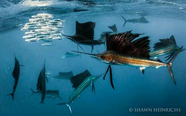 jbarry_fish's tweet photo. Sailfish use sails to herd fish into tight group. The sails block their escape. http://t.co/5TSulDsDaU