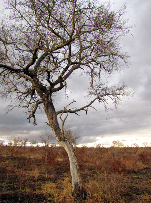 africageo's tweet photo. RT @dawnjorgensen: Nothing quite like a beautiful lone tree against a moody African sky. #KrugerNationalPark http://t.co/9SxQgSgLEK